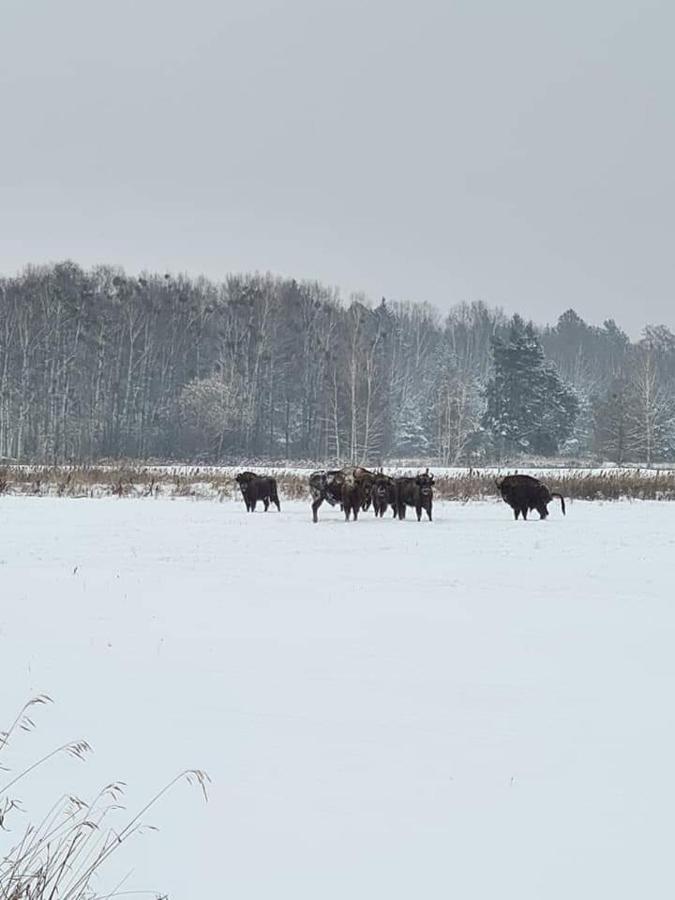 Luka Agroturystyka Ruta Nad Zalewem Siemianowkaヴィラ エクステリア 写真